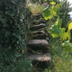ANCIENT VINEYARD TRAIL including wine tasting - Image 5
