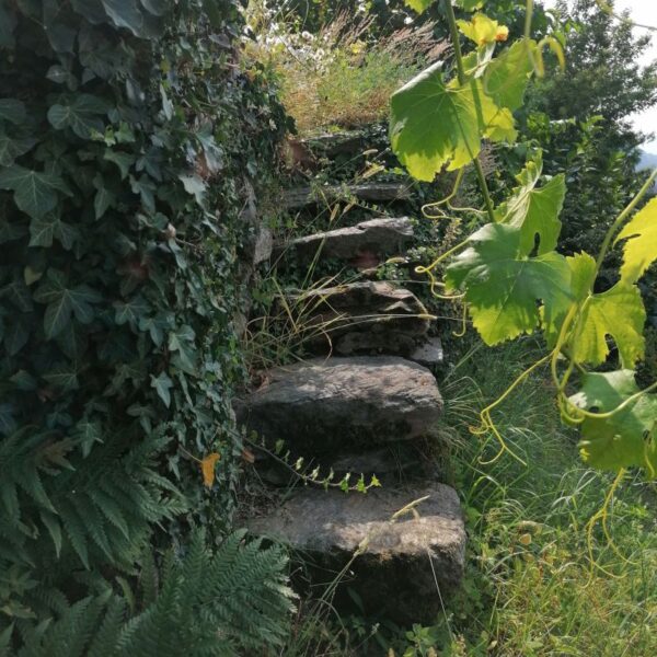 ANCIENT VINEYARD TRAIL including wine tasting - Image 5