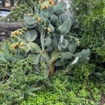 ESCURSIONE CON DEGUSTAZIONE OLIO DEL LAGO DI COMO - Perledo - immagine 8