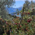 ESCURSIONE CON DEGUSTAZIONE OLIO DEL LAGO DI COMO - Perledo - immagine 13
